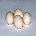 Telur Ayam Kampung Jawa Segar Tembean - Kualitas Terjamin dari Peternakan Berkualitas!. 