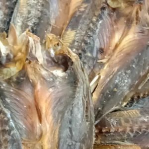 IKAN MASIN CENCARU BELAH IKAN KERING 200GM