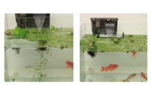 Aquarium Floating Plant Corral Intercepting Floating Plants from Filters and Heaters Adjustable Height with Water Level Can Be Used to Framed and Frameless Aquariums. (Combo Pack).