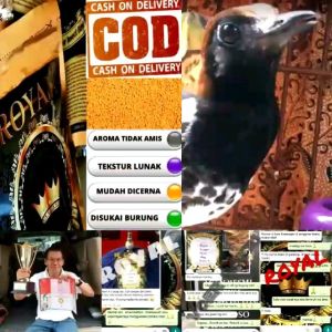 voer royal pakan anis kembang