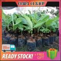 Bibit pisang mini cebol morosebo bisa berbuah meskipun pohon pendek. 