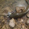 Umpan Ikan Toman Sangat Cocok Buat Casting Babon Toman. 