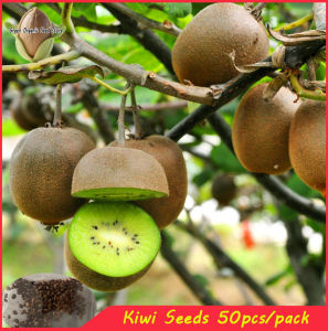 50seeds/Pack Kiwi Seeds for Planting/Bonsai Kiwi Fruit Tree Seeds-A625