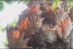 เฟิร์นกระแต เฟิน ต้นเฟิร์น กระแต กาบหูช้าง ( เพจ สวนบอนกระดาดยักษ์ O98-O13O425 )