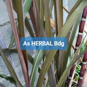 Daun tebu hitam tebu ireng khusus daun 100 gram-az