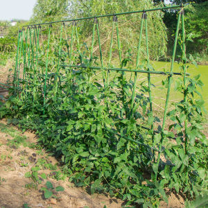 เสาไม้เลื้อย กระกางต้นไม้ โครงปลูกผัก ยาว 90-180 ซม. หนา 16 มม. ไม้ค้ําต้นไม้ DIY ไม้ค้ํายันต้นไม้ Plants support stick มีสต็อกพร้อมส่งจากไทย