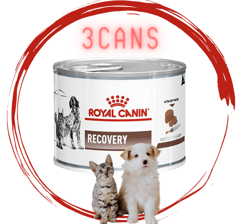 Recovery  Royal Canin Argentina