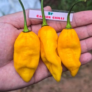 🌶พริกปีศาจสีเหลือง(Bhut jolokia yellow)🔥