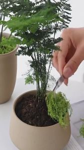 100g Artificial Simulation Moss Lawn Decoration DIY Micro Landscape Layout Green Plant Bonsai Simulation Fake Moss – Dark Green Turf for Garden Flower Decoration Micro Landscape Decoration