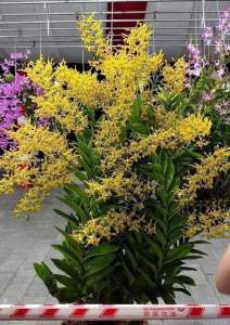 denro móng rồng xanh cây f12 đướng ngọn sắp hoa khỏe mạnh