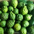 Trái chúc, trái chanh thái, kaffir lime fruit 1kg có đơn mới hái. 