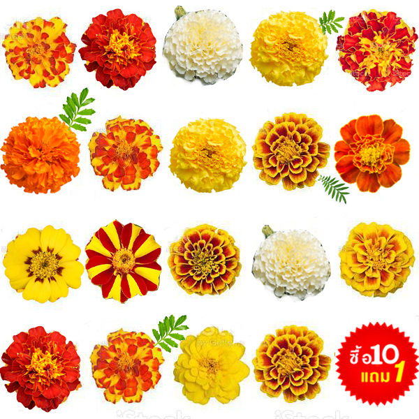 เมล็ดพันธุ์ดาวเรือง โปร 10 แถม 1 ราคาถูก งอกง่าย ดอกดก