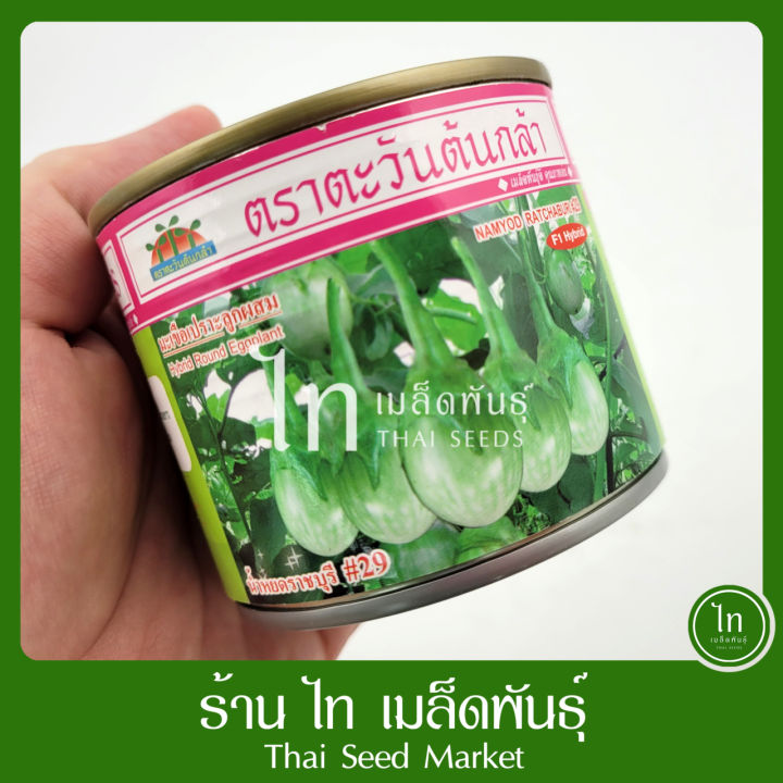 เมล็ดพันธุ์มะเขือเปราะ น้ำหยดราชบุรี ตราตะวันต้นกล้า