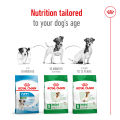 Royal Canin Mini Adult (8kg) Dry Dog Food - Size Health Nutrition. 