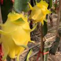 [Easy To Grow In Malaysia] Pitaya Seeds Dragon Fruit Seeds for Planting (Mixed 200 Seeds) Balcony Potted Yellow Dragon Fruit Plant Seeds Dwarf Fruit Plants Red Dragon Fruit Seedlings Home Garden Seeds Bonsai Tree Live Plant Real Plants Benih Pokok Buah. 