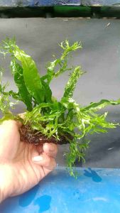 Kadaka Wind Love Aquascape Media Lempeng Pakis