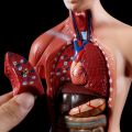 ✶【COD】Human Torso Body Model Anatomy Anatomical Medical Internal Organs For Teaching❂. 