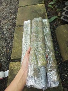 TRỤ 50cm-1m3 MẪU MỚISIÊU ĐẸP SIÊU GIỮ ẨM TRỒNG CÂY DÂY LEO KIỂNG LÁ