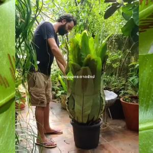 เฟิร์นข้าหลวง Birds Nest Fern เฟิร์นรังนก เฟิร์นข้าหลวงโอซาก้า ไซส์XL