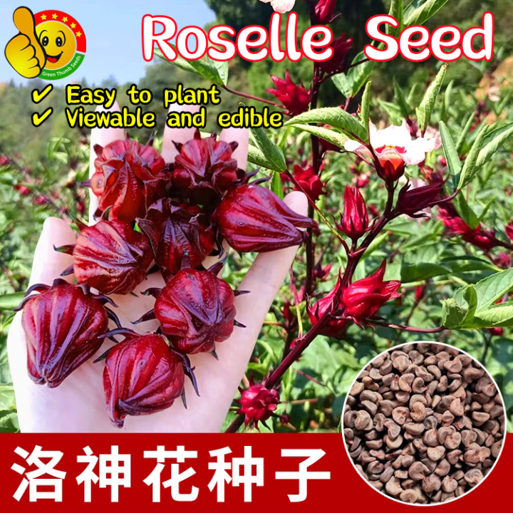 100% Original Edible Roselle Flower Seeds for Planting (Fresh 100pcs ...