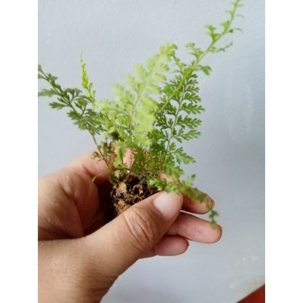 ferns (dwarf pako fern) | Lazada PH