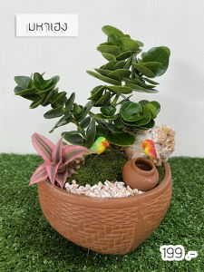 [[ต้นไม้จริง]]🎍🎍ต้นมหาเฮง🎍🎍**ต้นไม้คัดฟอร์มสวยทุกต้น**