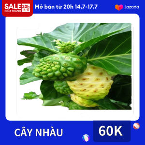 Cây nhàu cao tàm 1m cây khoẻ đẹp
