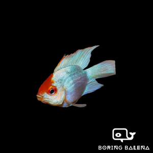 BRBN Electric Blue Balloon Ram (Short-Body) - Ramirezi - Ikan Ramirezi - ShortBody - Aquarium Freshwater Fish / Ikan Air Tawar