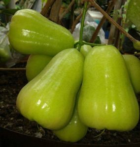 JAMBU AIR KIOJOK | BIBIT CANGKOK| Cepat Berbuah | Berbuah Di Dalam Pot