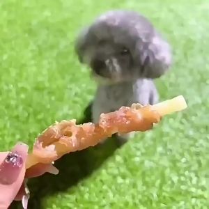 Dog Snacks Chicken Wrapped Skin Rolls Milk Bones Rabbit Ears Cow Ears Large BonesSnacks Teeth Cleaning Dog Chew Sticks Hot