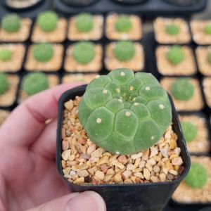 Matucana madisoniorum มาตูคานา มาดิโซนิโอรัม