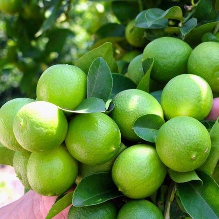 C%C3%82Y%20GI%E1%BB%90NG%20CHANH%20KH%C3%94NG%20H%E1%BA%A0T%20D%C3%92NG%20QU%E1%BA%A2%20CH%C3%99M%20SI%C3%8AU%20N%C4%82NG%20SU%E1%BA%A4T,%20CAM%20K%E1%BA%BET%20GI%E1%BB%90NG%20CHU%E1%BA%A8N%20-%20Image%205