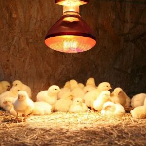 OKKFINE 220V Breeding Heating Lamp 275w Heat Bulb Poultry Heat Lamp Warm Infrared Red Light Infrared Heat Lamp Pet Livestock