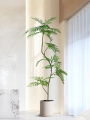 [WITH FREE GIFT] Albizia Julibrissin Artificial Plant Artificial Tree Free Planter Basket Free Plastic Plant Pot Indoor Plant Indoor Decoration Home Decor Fake Plant Tree Decor Tall Plant Pokok Hiasan Pokok Palsu Plant Decor Living Room Entrance Office. 