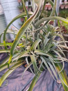 Tillandsia Capitata peach clump / Air Plant / 空气凤梨- 卡比塔塔桃红