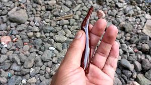 Pipa Galih Asem Model Exclusive Polos 10cm