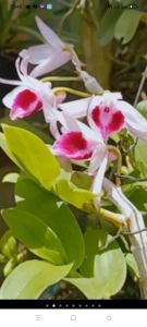 Cây giống hoa lan bệt lâm đồng NBY