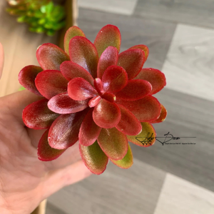 Hoa Sen Đá Lẻ 1 Bông Dùng Cắm Điểm Chậu Lan Trang Trí Decor