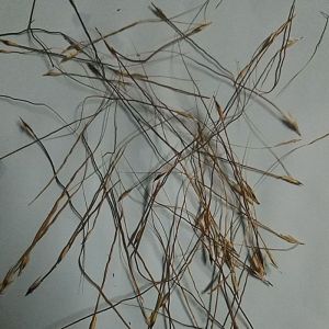 100 PCS SEEDS/BENIH AKAR BULU/BULUH PERINDU ASLI/JANGGUT ADAM/CENUAI/CENOI/BULU MAGIC