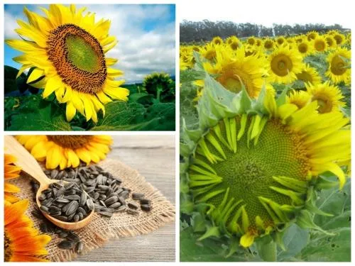 H%E1%BA%A1t%20gi%E1%BB%91ng%20hoa%20h%C6%B0%E1%BB%9Bng%20d%C6%B0%C6%A1ng%20kh%E1%BB%95ng%20l%E1%BB%93%20-%20g%C3%B3i%2030%20h%E1%BA%A1t%20-%20Image%208