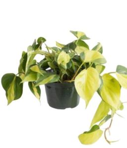 tanaman hias gantung  sirih gading brazil