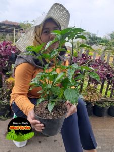 COD Bibit tanaman cabe rawit domba hidup benih cabai cengek super pedas setan buah jumbo