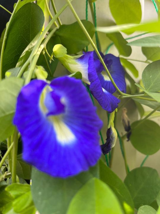 Butterfly pea seedsHigh germination rate Lazada PH