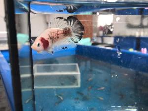 RANDOM PICK* REJECT FISH Betta fish/ ikan laga [3 for RM10]