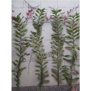 [HCM]CÂY LAN PHƯỢNG VĨ ĐỎ - CÂY CÓ 1 VÒI HOA