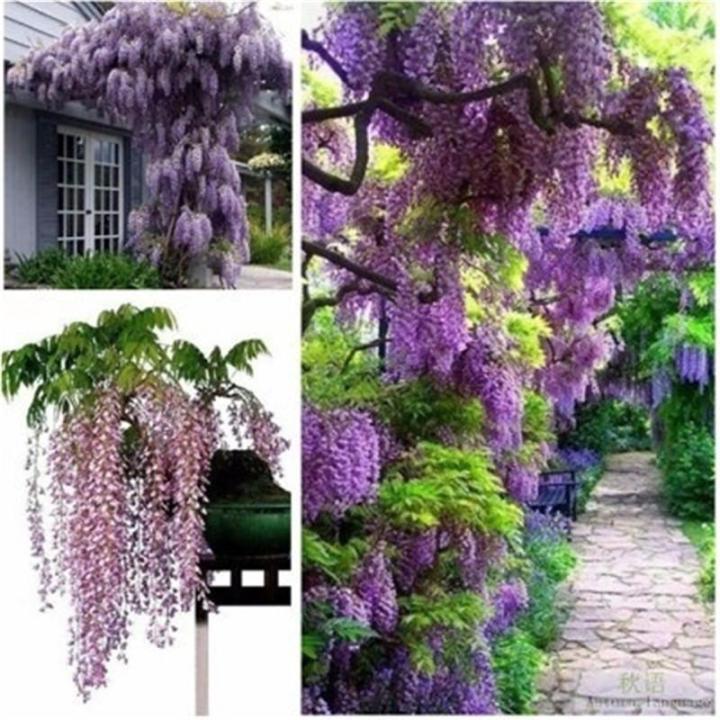 VISHWASAI Purple Wisteria Flower Wisteria Sinensis For DIY Home Garden  Seedst 10Pcs : : Garden & Outdoors