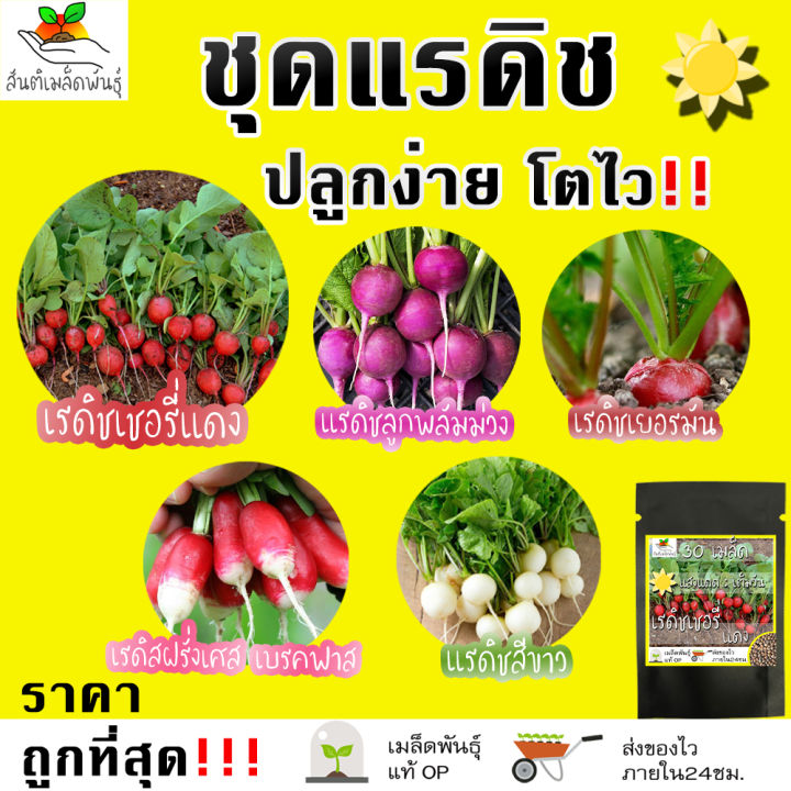 เมล็ดพันธุ์ ชุดแรดิชหลากสี ปลูกง่าย