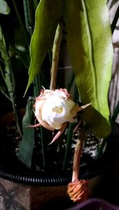 Anak Pokok  Bakawali  / Large of flower Epiphyllum Oxypetalum