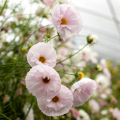 Cosmos Cupcakes and Saucers 20 Seeds Cosmos Bipinnatus Mixed Colors. 