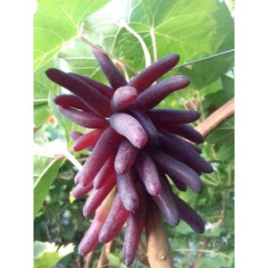 BIBIT ANGGUR IMPORT HALLOWEEN KUALITAS TERBAIK